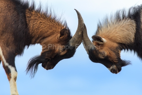 IMG_19053549_Ardeche (07) saint remèze réserve naturelle des g