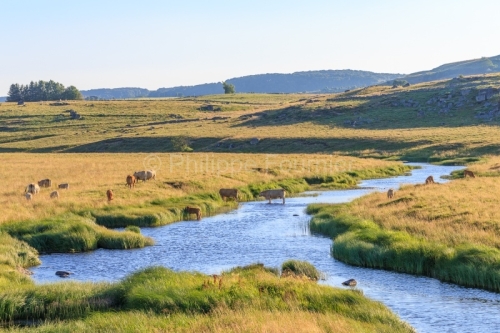 IMG_19076281_LOZèRE (48) MARCHASTEL MONTS D'AUBRAC VACHE RACE A