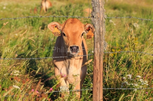 IMG_19076283_LOZèRE (48) MARCHASTEL MONTS D'AUBRAC VEAU RACE AU