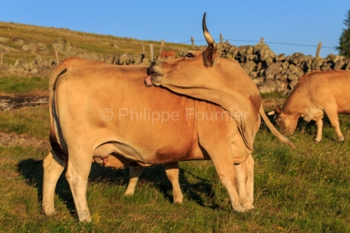 IMG_19076323_LOZèRE (48) MARCHASTEL MONTS D'AUBRAC VACHE RACE A