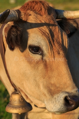 IMG_19076333_LOZèRE (48) MARCHASTEL MONTS D'AUBRAC VACHE RACE A