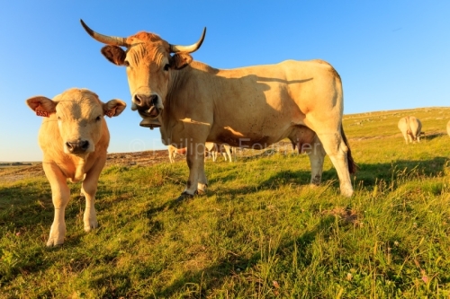 IMG_19076437_LOZèRE (48) MARCHASTEL MONTS D'AUBRAC VACHE ET SON