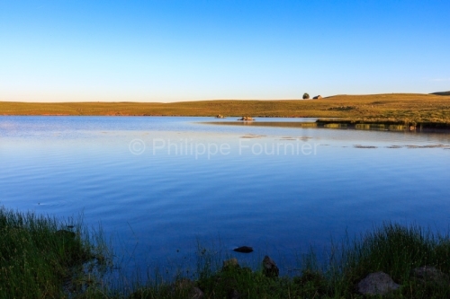 IMG_19076618_AVEYRON (12) SAINT CHéLY D'AUBRAC MONTS D'AUBRAC L