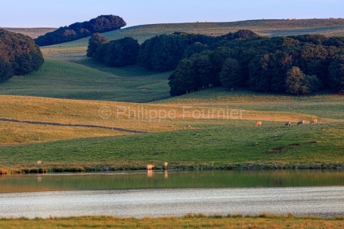 IMG_19077108_Lozère (48) Marchastel Monts d'Aubrac vache Aubrac