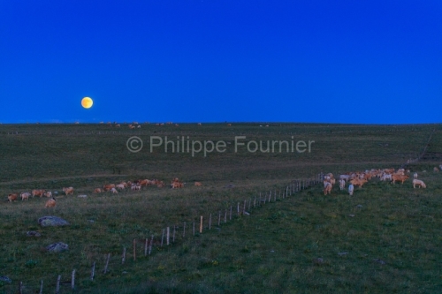 IMG_19077350_Lozère (48) Marchastel Monts d'Aubrac lever de Lun