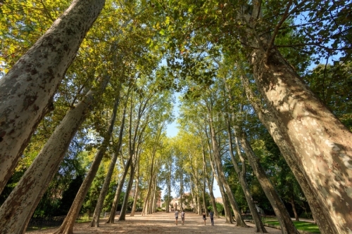 IMG_1908315153_DRôME (26) VALENCE PARC JOUVET ALLéE DE PLATANE