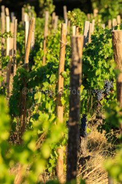 IMG_1909121339_Vaucluse (84) Gigondas viticulture le vignoble pi
