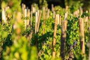 IMG_1909121343_Vaucluse (84) Gigondas viticulture le vignoble pi