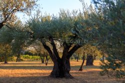 IMG_1909121399_Vaucluse (84) Séguret Nature oliviers centenaire