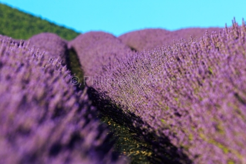 IMG_1907051602_Drôme (26) Le Poët Sigillat Parc Naturel Régio