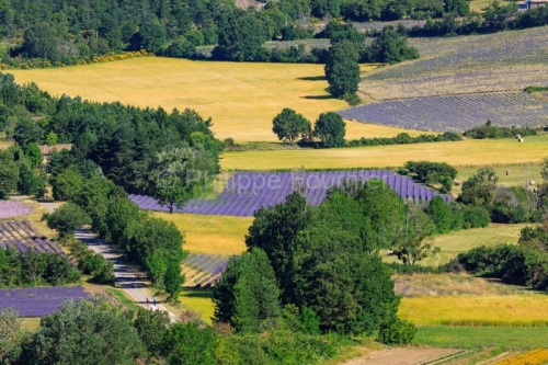 IMG_1907061801_Vaucluse (84)  Sault le chemin des lavandes champ