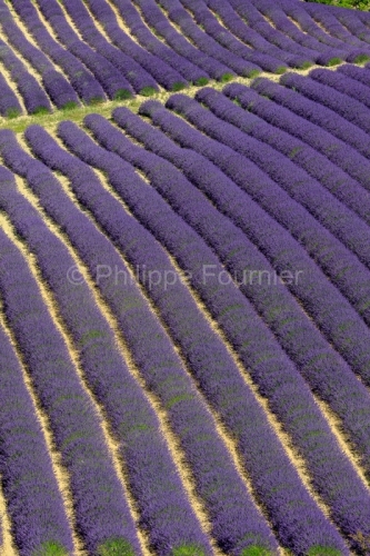 IMG_1907072186_Drôme (26) Aulan Parc Naturel Regional des Baron
