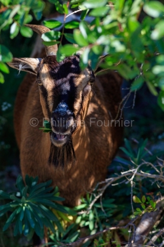 IMG_2106083453_Ardèche (07) Saint Remèze Réserve Naturelle de