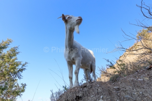 Ardèche (07) Banne, Nature chèvres sauvage 
 pentes arides, Marne grises, Géologie // France. Ardèche (07) Banne, Nature wild goats
 arid slopes, gray marl, geology
