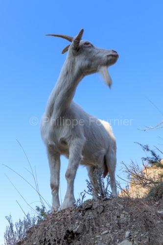 Ardèche (07) Banne, Nature chèvres sauvage 
 pentes arides, Marne grises, Géologie // France. Ardèche (07) Banne, Nature wild goats
 arid slopes, gray marl, geology