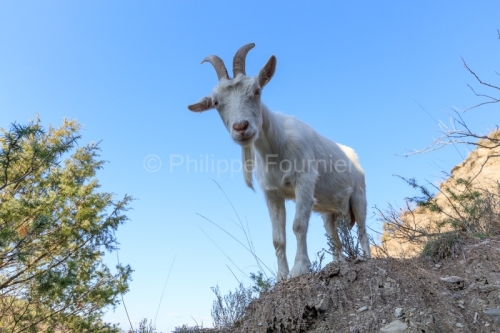 Ardèche (07) Banne, Nature chèvres sauvage 
 pentes arides, Marne grises, Géologie // France. Ardèche (07) Banne, Nature wild goats
 arid slopes, gray marl, geology