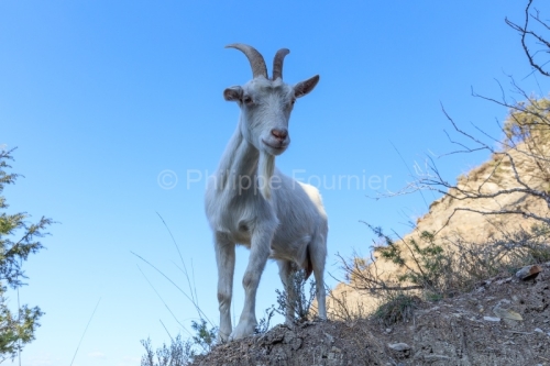 Ardèche (07) Banne, Nature chèvres sauvage 
 pentes arides, Marne grises, Géologie // France. Ardèche (07) Banne, Nature wild goats
 arid slopes, gray marl, geology