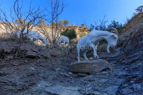 Ardèche (07) Banne, Nature chèvres sauvage 
 pentes arides, Marne grises, Géologie // France. Ardèche (07) Banne, Nature wild goats
 arid slopes, gray marl, geology