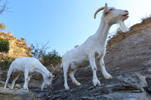 Ardèche (07) Banne, Nature chèvres sauvage 
 pentes arides, Marne grises, Géologie // France. Ardèche (07) Banne, Nature wild goats
 arid slopes, gray marl, geology