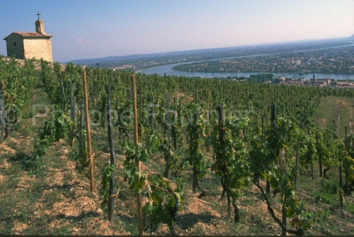 IMG_26547_DROME (26)  TAIN L'HERMITAGE le RHôNE LE VIGNOBLE DE