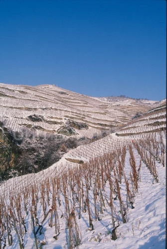 IMG_26595_drôme (26)  tain l'hermitage le vignoble de l'hermita