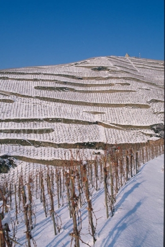 IMG_26596_drôme (26)  tain l'hermitage le vignoble de l'hermita
