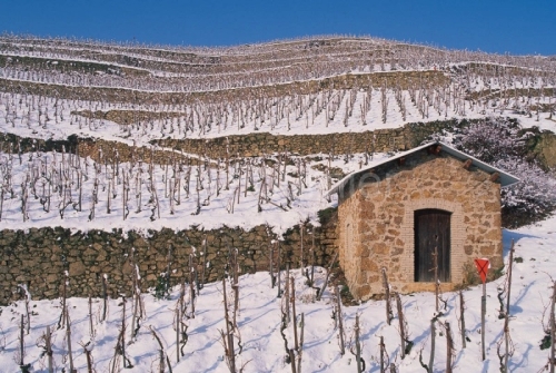IMG_26599_drôme (26)  tain l'hermitage le vignoble de l'hermita