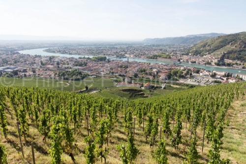 IMG_15084201_Cepage  Le-Rhone  Paysage  Tain-l'Hermitage  Vignob