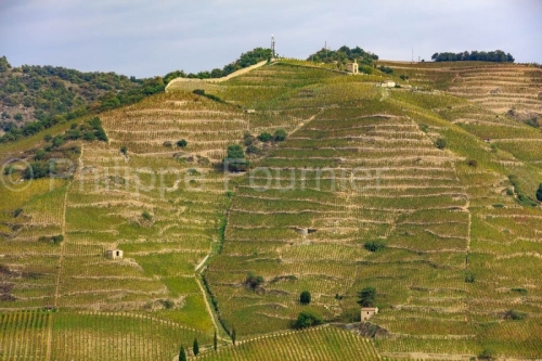 IMG_15104711_Ardeche Tain-l'Hermitage Vignoble-de-l'Hermitage