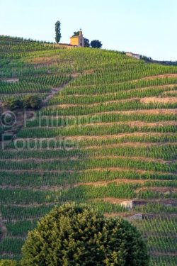 IMG_16076038_drome (26)  tain l'hermitage paysage vins des côte
