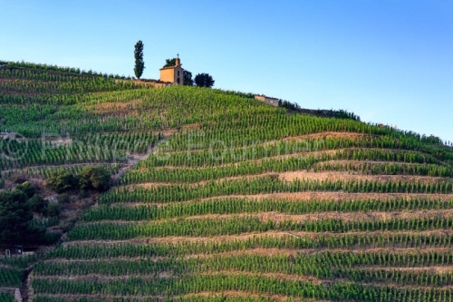 IMG_16076039_drome (26)  tain l'hermitage paysage vins des côte