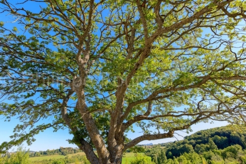 IMG_18082847_DROME (26)  DIEULEFIT TRONC DE CHêNE VERT CENTENAI