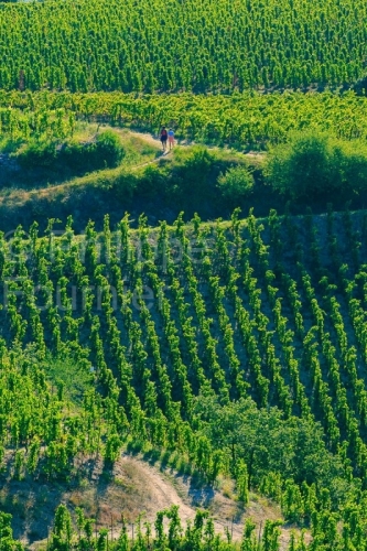 IMG_18093290_DROME (26)  TAIN L'HERMITAGE VIGNOBLE DE L'HERMITAG