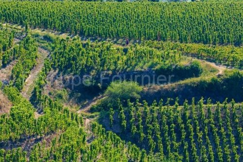 IMG_18093293_DROME (26)  TAIN L'HERMITAGE VIGNOBLE DE L'HERMITAG