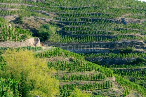 IMG_18093316_DROME (26)  TAIN L'HERMITAGE VIGNOBLE DE L'HERMITAG