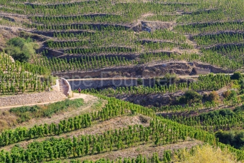 IMG_18093376_DROME (26)  TAIN L'HERMITAGE VIGNOBLE DE L'HERMITAG