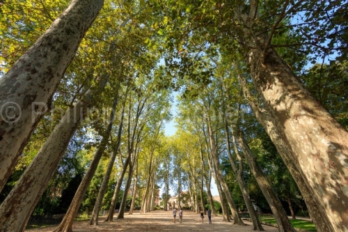 IMG_1908315153_DRôME (26)  VALENCE PARC JOUVET ALLéE DE PLATAN