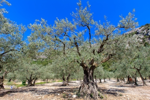IMG_16075323_drome (26) buis les baronnies (parc naturel regiona