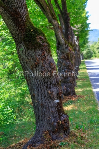 IMG_1907061919_.CR2