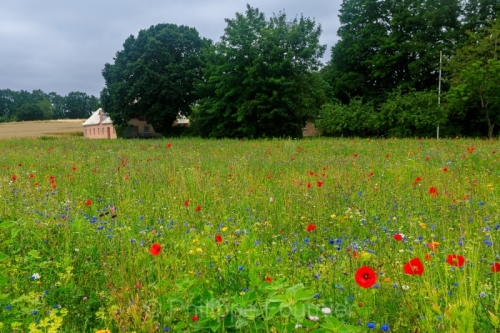IMG_2507250479_Danemark Jutland-Central Odder champ fleuri, Flor