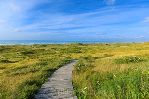 IMG_2507270774_Danemark Jutland-du-Nord Fjerritslev Svinklov-Bea