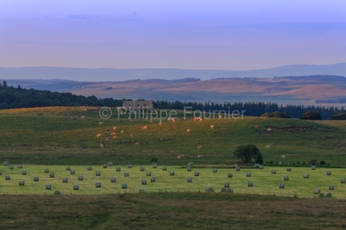 IMG_19076481_LOZèRE (48) NASBINALS MONTS D'AUBRAC BURON, VACHE