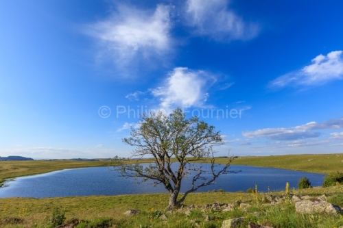 IMG_19076915_Lozère (48) Marchastel Monts d'Aubrac lac de Saint