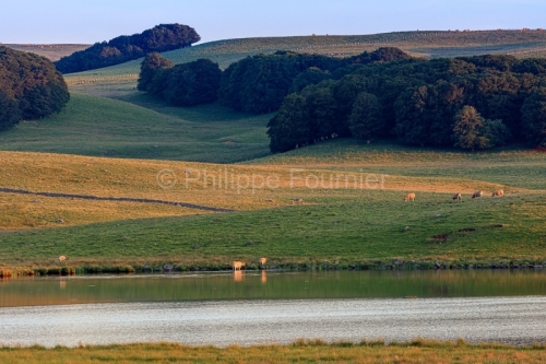 IMG_19077108_Lozère (48) Marchastel Monts d'Aubrac vache Aubrac