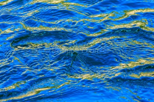 IMG_13059292_ARDECHE (07) nature LA RIVIèRE Ibie