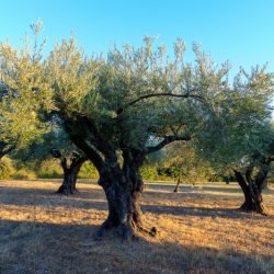 IMG_1909121412_Vaucluse (84) Séguret Nature oliviers centenaire