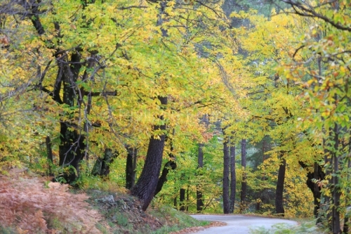 IMG_12110021ARDECHE (07) PLANZOLLES (PARC NATUREL REGIONAL DES M