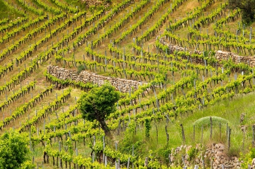 IMG_14052213_PAYSAGE_VIGNE_EN_TERRASSE_CHAMBONAS_ARDECHE_07
