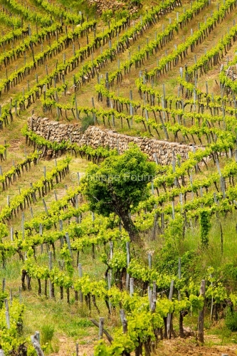 IMG_14052214_PAYSAGE_VIGNE_EN_TERRASSE_CHAMBONAS_ARDECHE_07