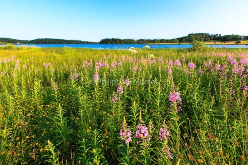 IMG_15070412_ARDECHE (07)  Saint-Agreve Parc Naturel Régional d